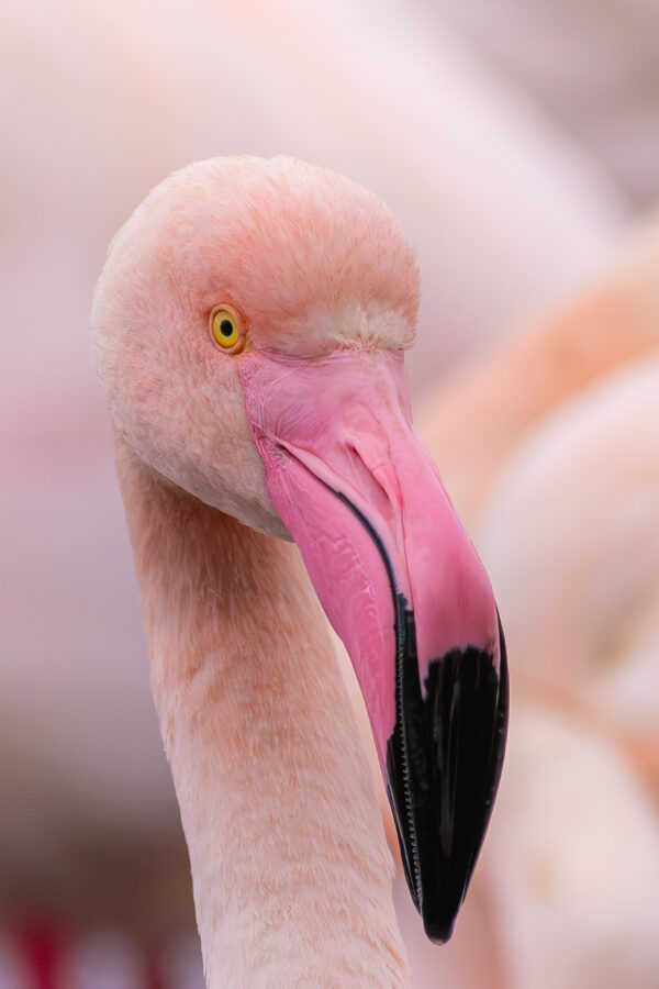Élégance en Rose: Portrait d’un Flamant
