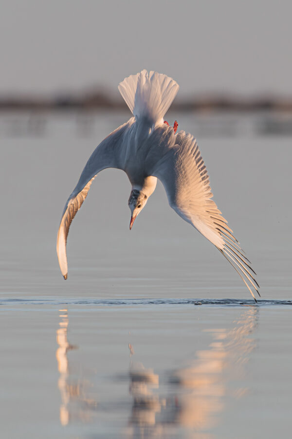 Élégie Matinale sur l'Eau