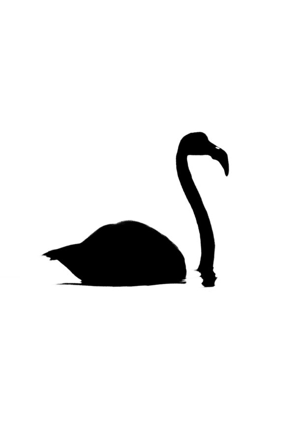 Flamant noir