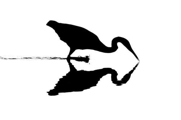 L’énigme des eaux miroitantes