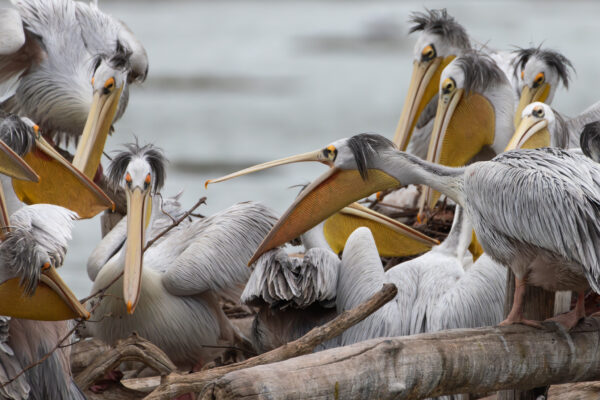Les Chuchoteurs du Rivage