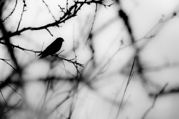 L’ombre du chant